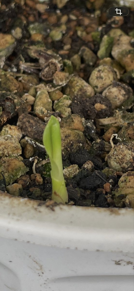 赤尾和重 クルベラブリンカ Kruberablinka tweet media