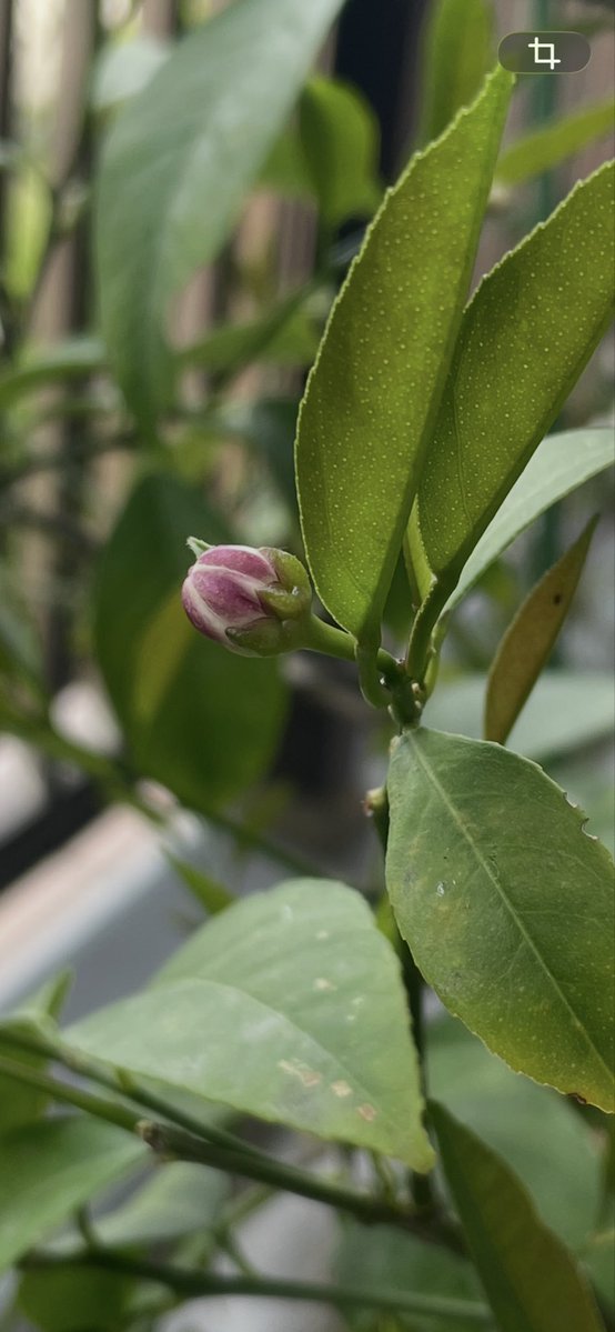 赤尾和重 クルベラブリンカ Kruberablinka tweet media