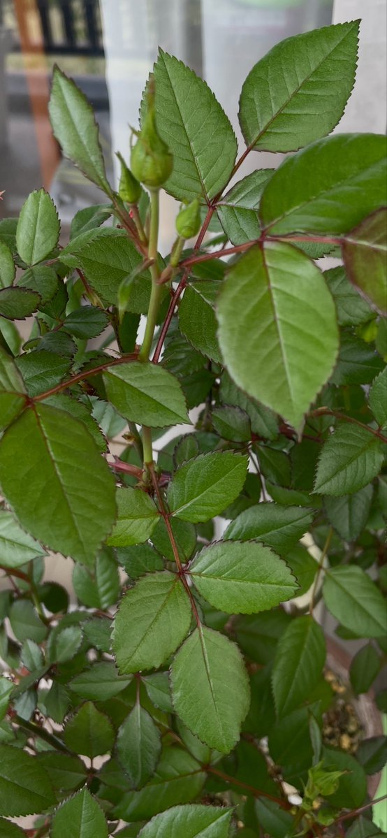 赤尾和重 クルベラブリンカ Kruberablinka tweet media