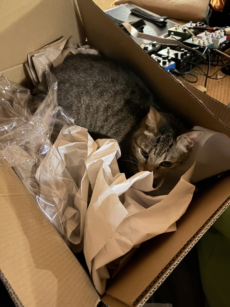 makiko tsukahara tweet media