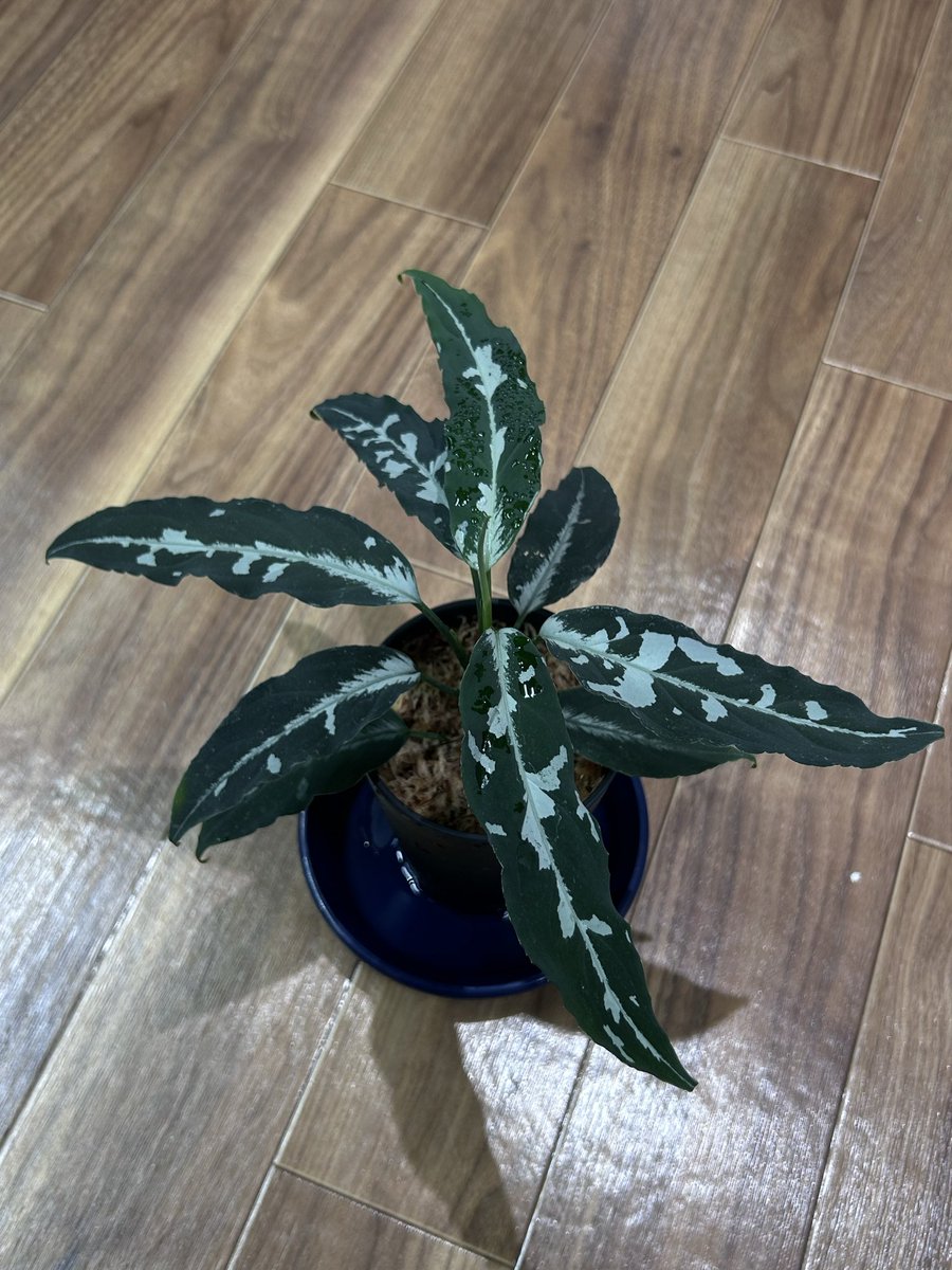 なにわのオネマー tweet media