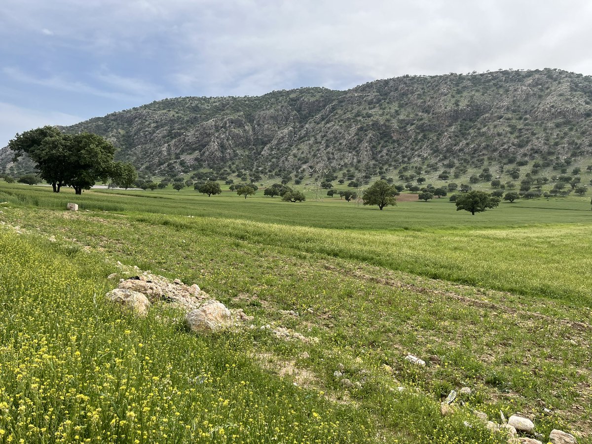 Peyman Yazdani tweet media