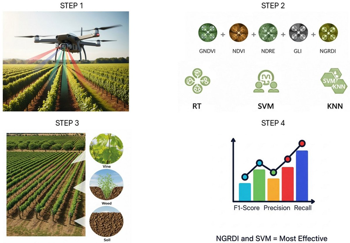 RemoteSens_MDPI's tweet image. 🍇🌿 Assessment of #Vegetation Indices Derived from #UAV Imagery for #Weed #Detection in #Vineyards

✍️ Fabrício Lopes Macedo et al.
🔗 brnw.ch/21x1I4d