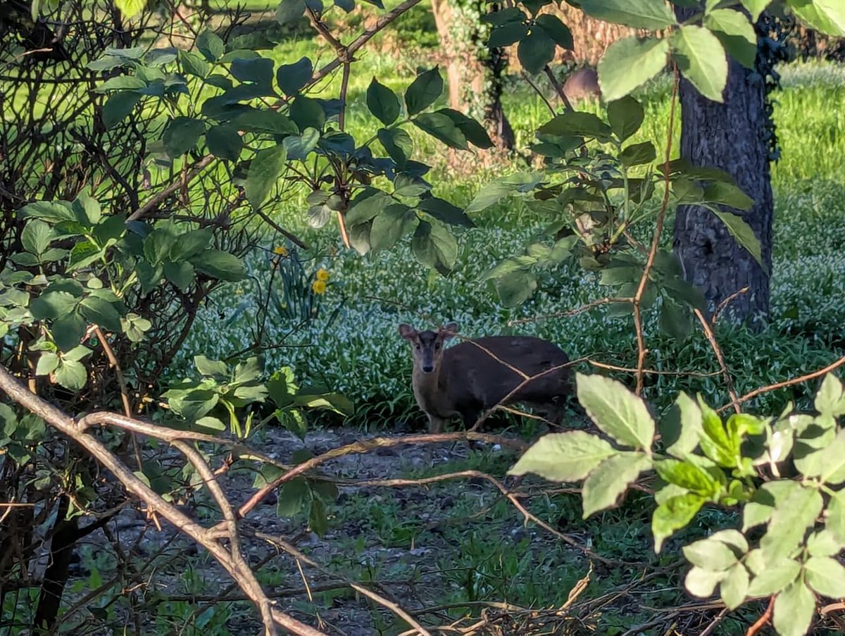 prernabindra's tweet image. lovely to be back home in #Cambridge &amp;amp; look who came to welcome me ...
(and the #fox as well but she is wily &amp;amp; escapes being 'captured'. bless her !) 
@j_bindra