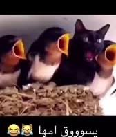 مجنُون لَيلَى tweet media