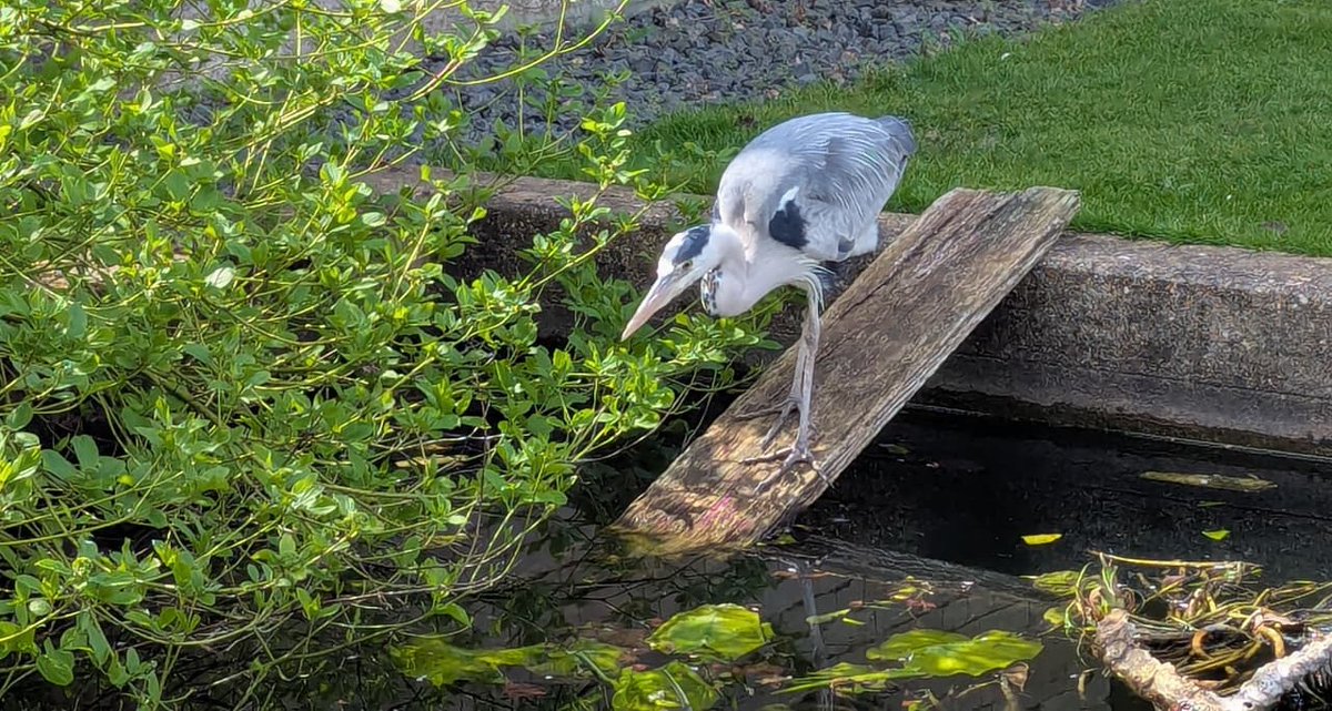 prernabindra's tweet image. lovely to be back home in #Cambridge &amp;amp; look who came to welcome me ...
(and the #fox as well but she is wily &amp;amp; escapes being 'captured'. bless her !) 
@j_bindra