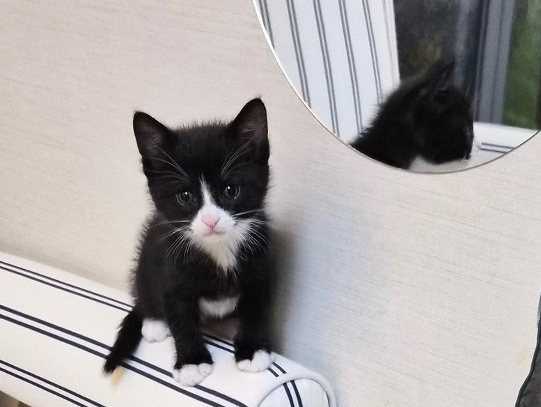 냥통수 머선 일이야….🥰🥰🥰

이 기야미의 가족을 찾습니다!!!