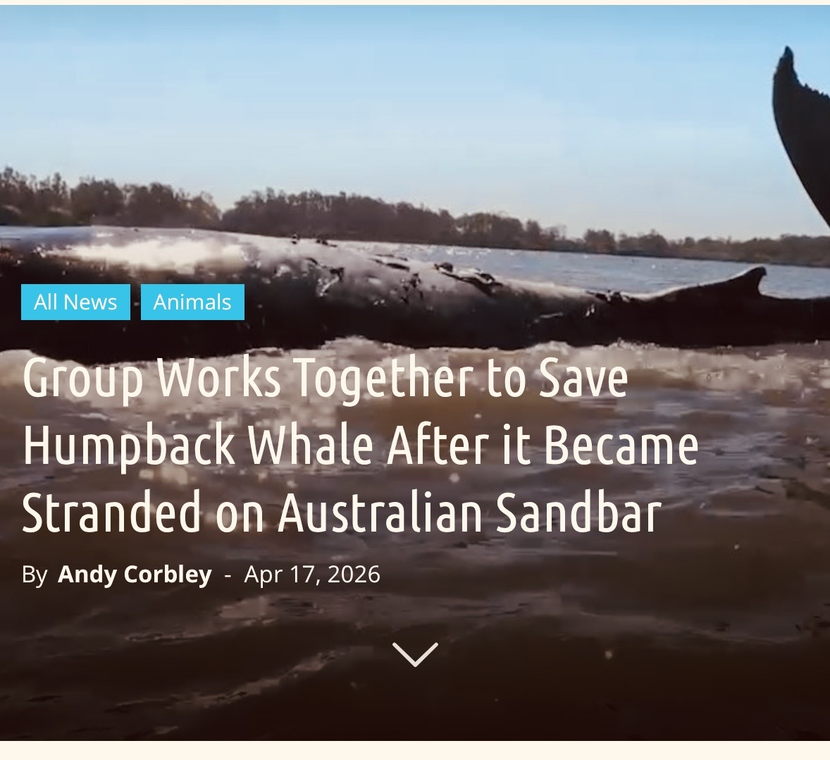 KindnessChamps's tweet image. Teamwork saves the humpback whale🐋

When  a humpback whale became stranded on a sandbar during its migration multiple specialist teams worked together to free the animal and get it to deeper water🥰 #whale #thereisgood❤️

Thanks @goodnewsnetwork😊 goodnewsnetwork.org/group-works-to…