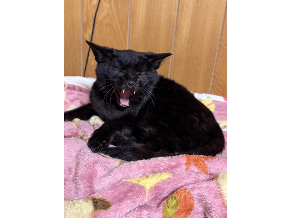 ネコジルシ里親募集《関東》 tweet media