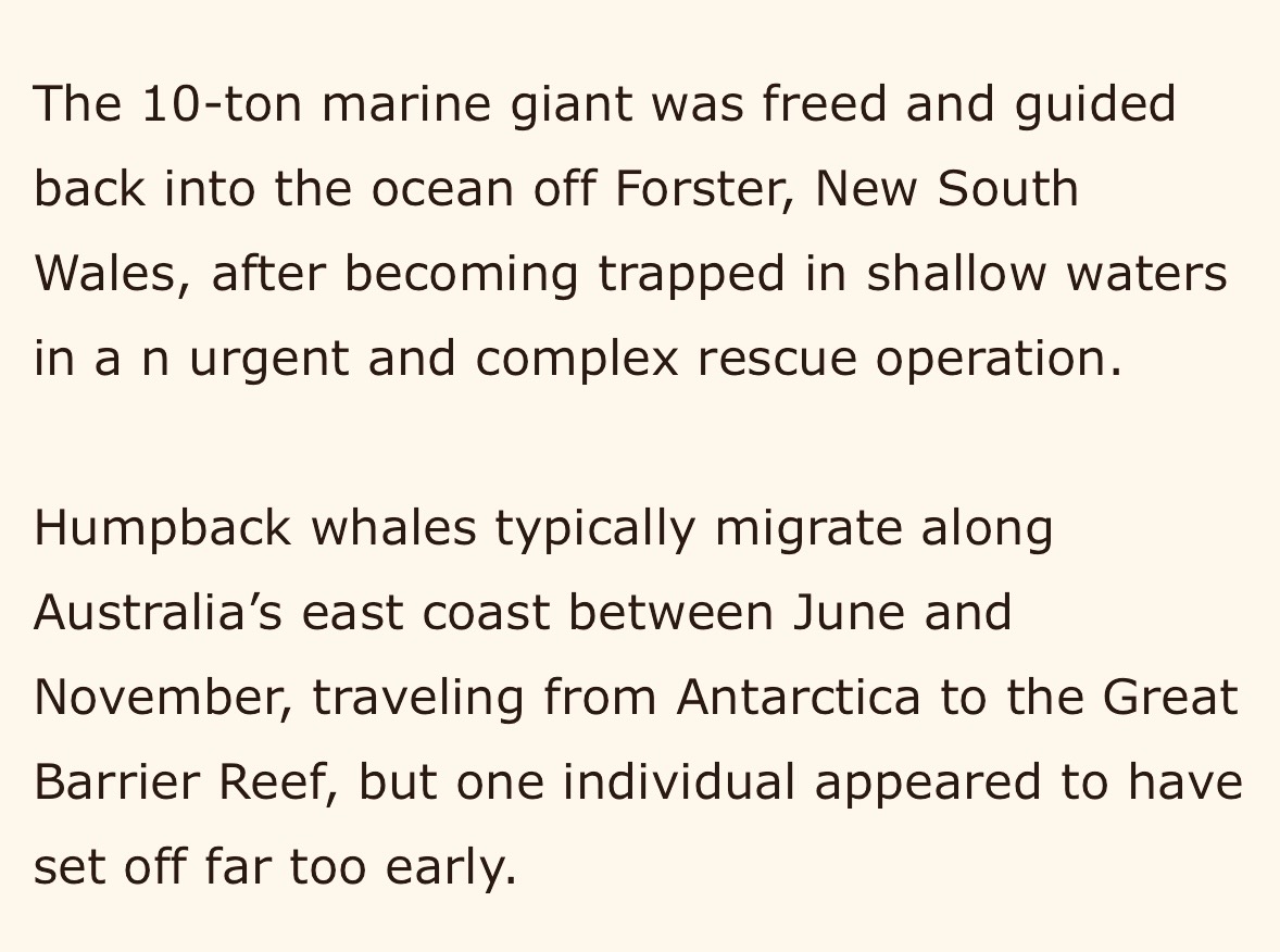 KindnessChamps's tweet image. Teamwork saves the humpback whale🐋

When  a humpback whale became stranded on a sandbar during its migration multiple specialist teams worked together to free the animal and get it to deeper water🥰 #whale #thereisgood❤️

Thanks @goodnewsnetwork😊 goodnewsnetwork.org/group-works-to…