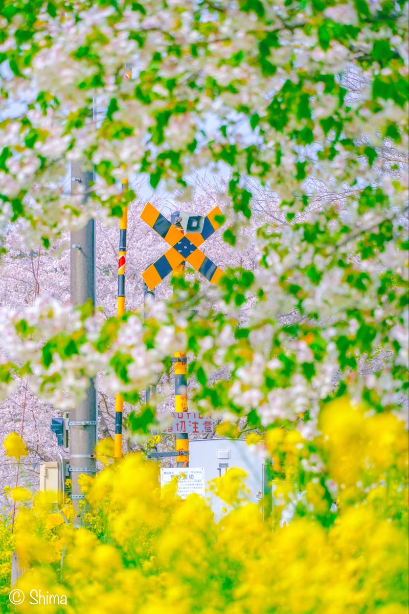 shima | 旅と写真が好き☺︎ tweet media