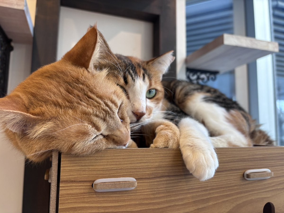 よへち VTuber tweet media