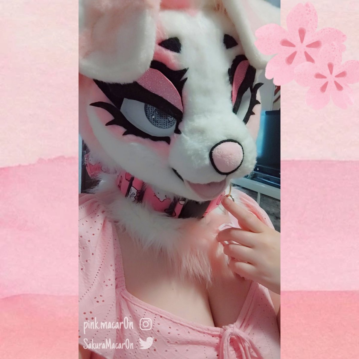 SakuraMacar0n's tweet photo. bark🌸🩷

#furry #fursuit #sakura https://t.co/xqbzfuj3wz