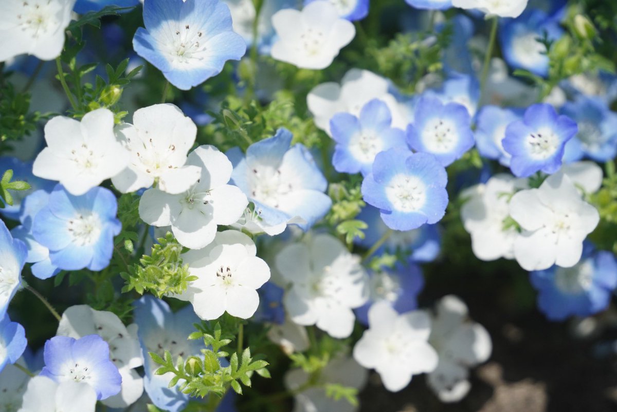 Inari426959's tweet image. 春を愛でる

#ネモフィラ
#チューリップ
#spring
#photography
#キリトリセカイ
#写真好きな人と繋がりたい