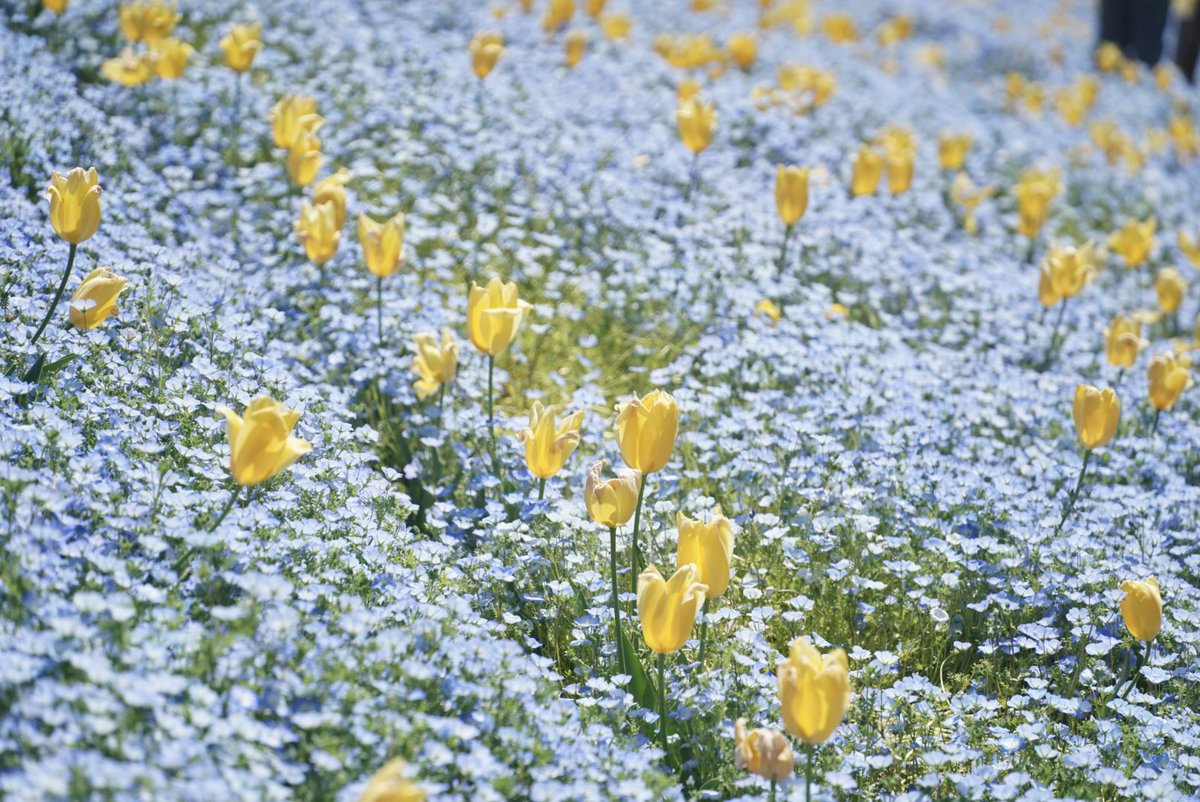 Inari426959's tweet image. 春を愛でる

#ネモフィラ
#チューリップ
#spring
#photography
#キリトリセカイ
#写真好きな人と繋がりたい