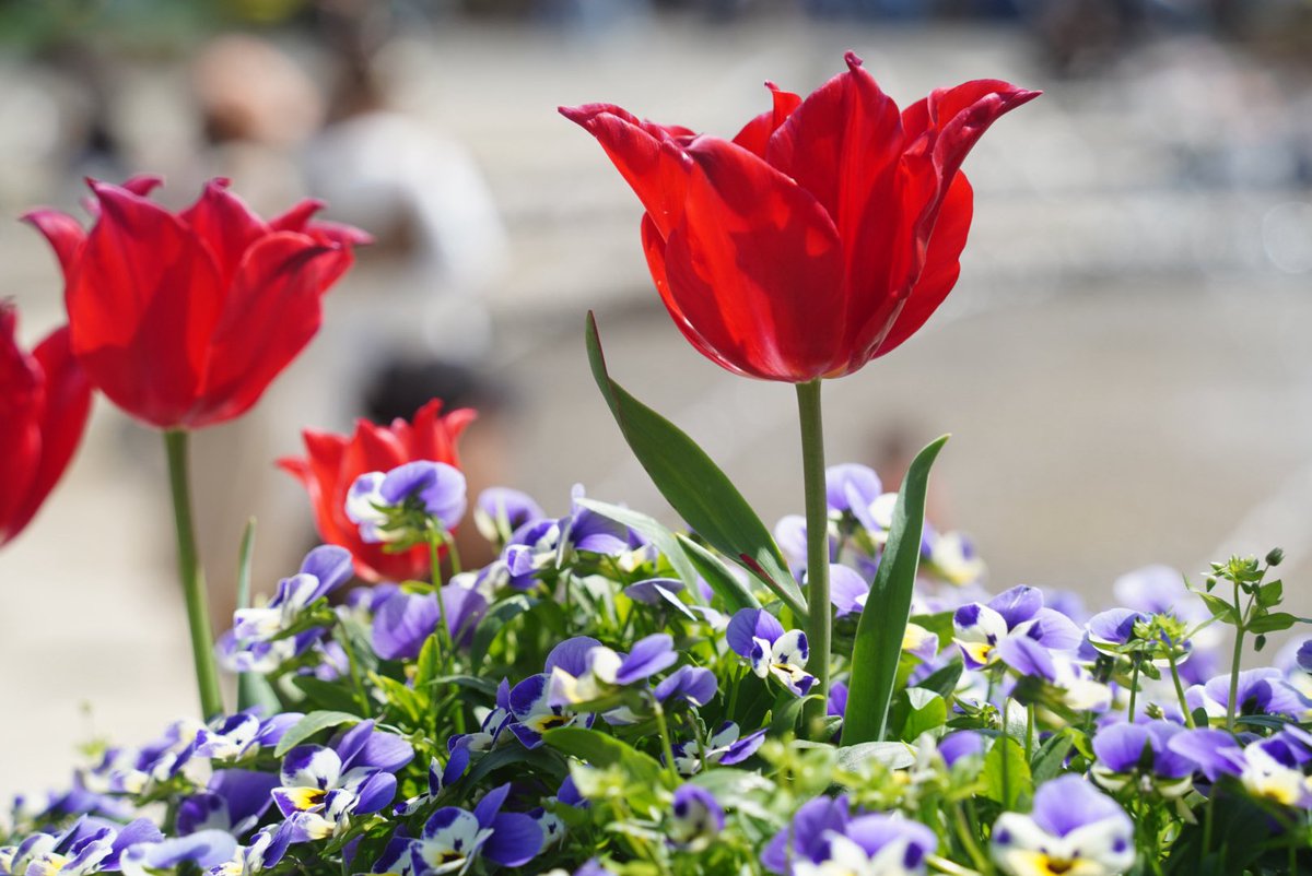 Inari426959's tweet image. 春を愛でる

#ネモフィラ
#チューリップ
#spring
#photography
#キリトリセカイ
#写真好きな人と繋がりたい