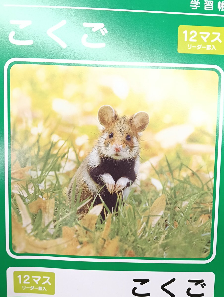 DAISOに行ったら見つけた

【クロハラハムスターでは！？】

しかもこの大きなお耳、ベビですか？
めちゃくちゃ可愛い子だなぁ！！💕
野生だろうか、ポージングモばっちり
マニアックなセレクトのDAISOノートに乾杯✨