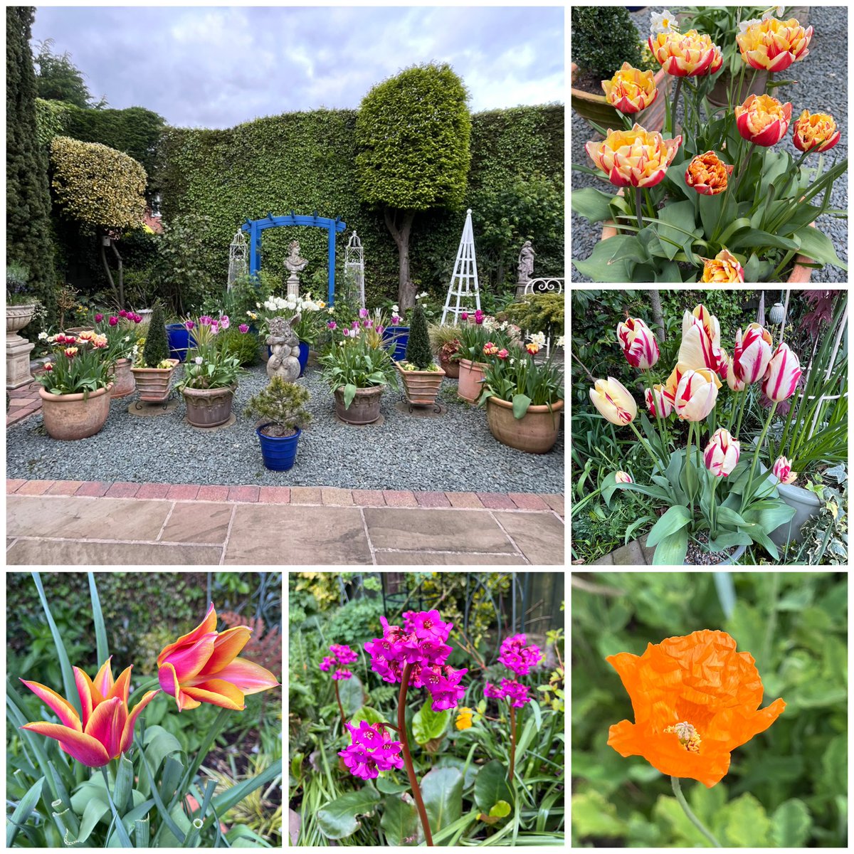 Milhart66Ken's tweet image. Good morning everyone. Here’s my #SixOnSaturday Have a good one. #gardening #gardeninglife #gardenersworld