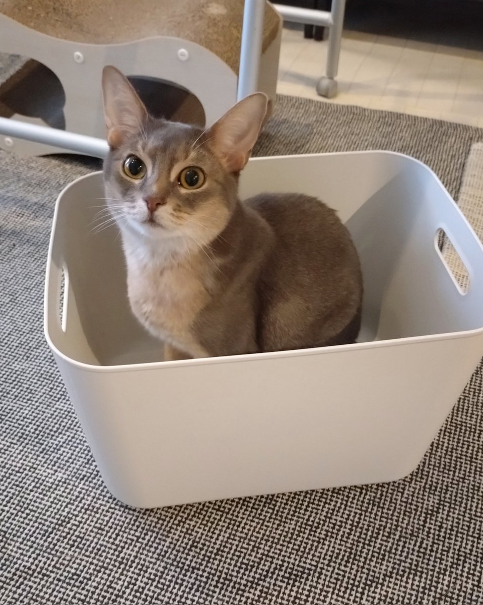 acoaco511's tweet photo. 断捨離して一箱空けたよ

#猫のいる暮らし #猫のいる生活 
#猫 #アビシニアン https://t.co/JWptBh69Tc