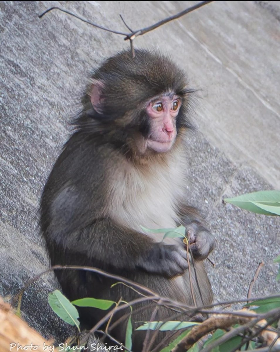 ANIMALIA tweet media