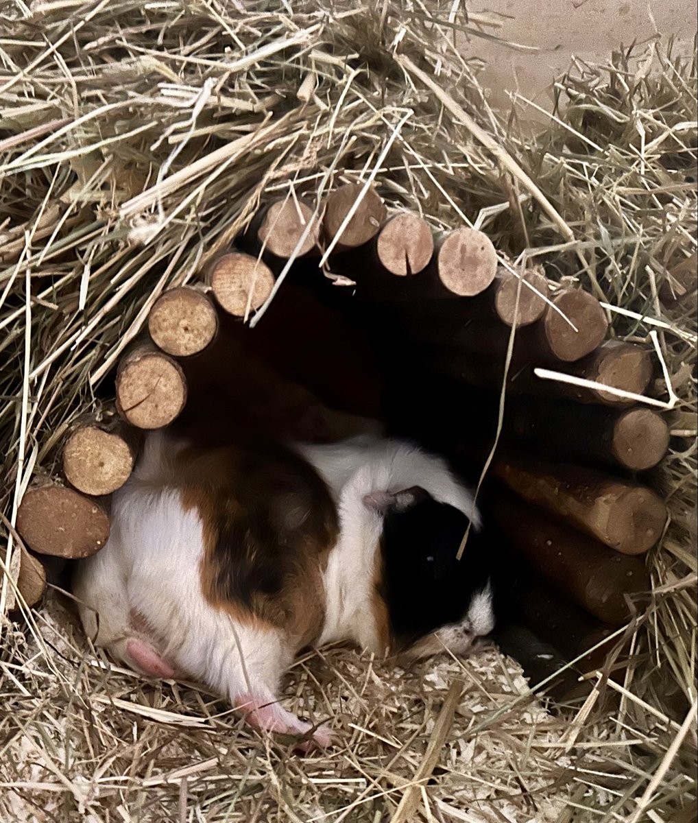 Anna Rebella, the woman, the myth, the legend tweet media