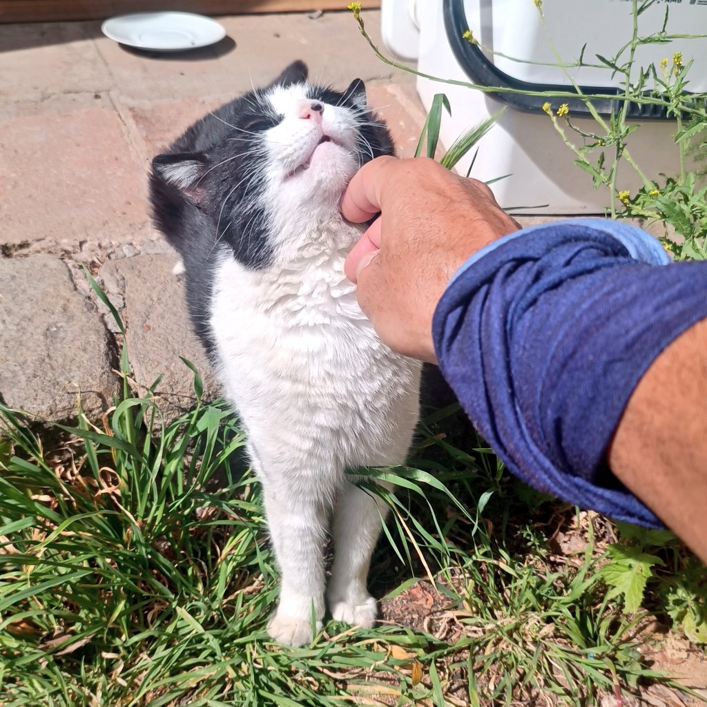 errecepe's tweet image. Cats and me

#mornings #sun #walk #breath