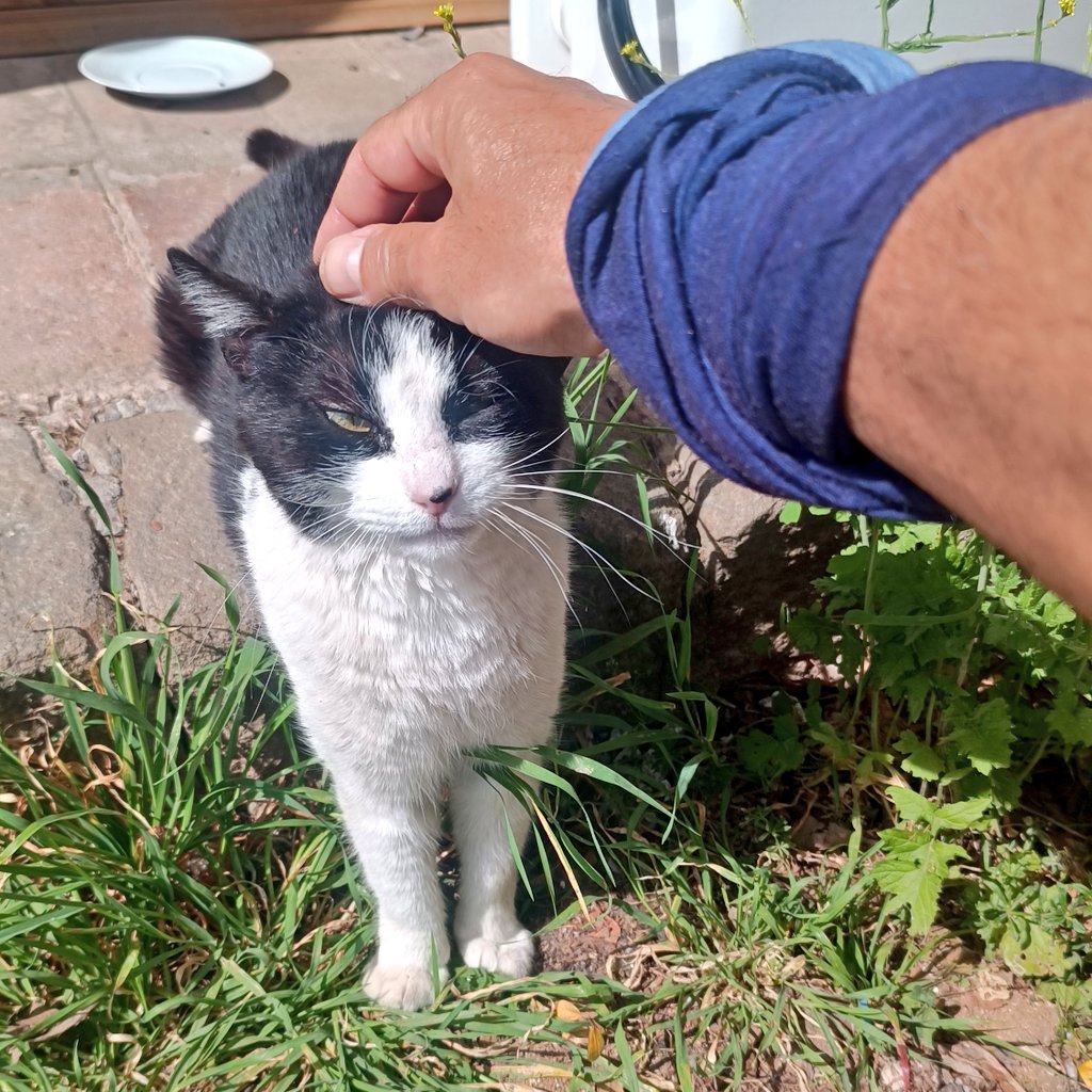 errecepe's tweet image. Cats and me

#mornings #sun #walk #breath