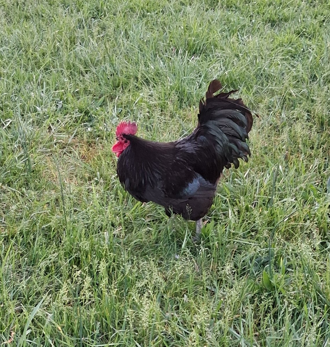 GlowsHaven's tweet image. Happy morning from the farm! 

Did your rooster 🐓 wake you up today? 

#positivity #farmanimals