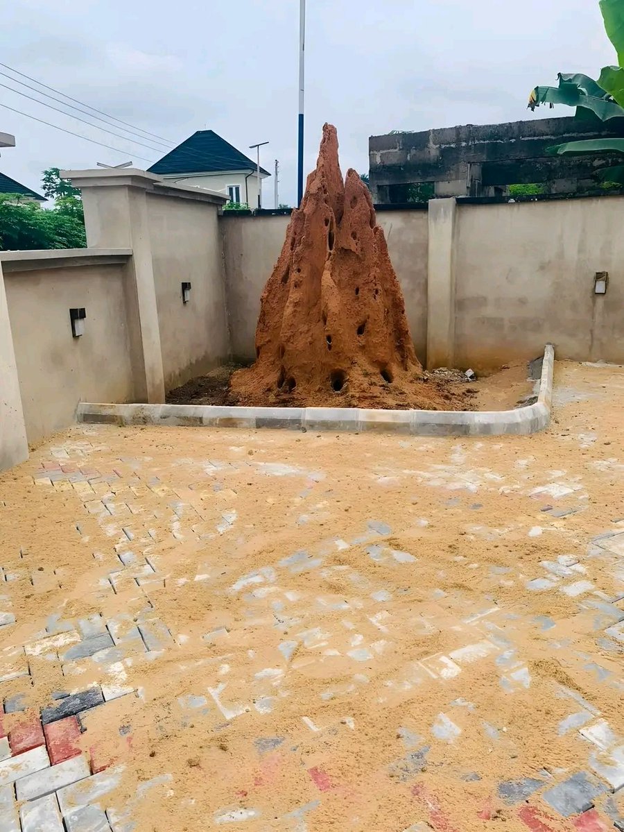 Nedu_🔥 tweet media