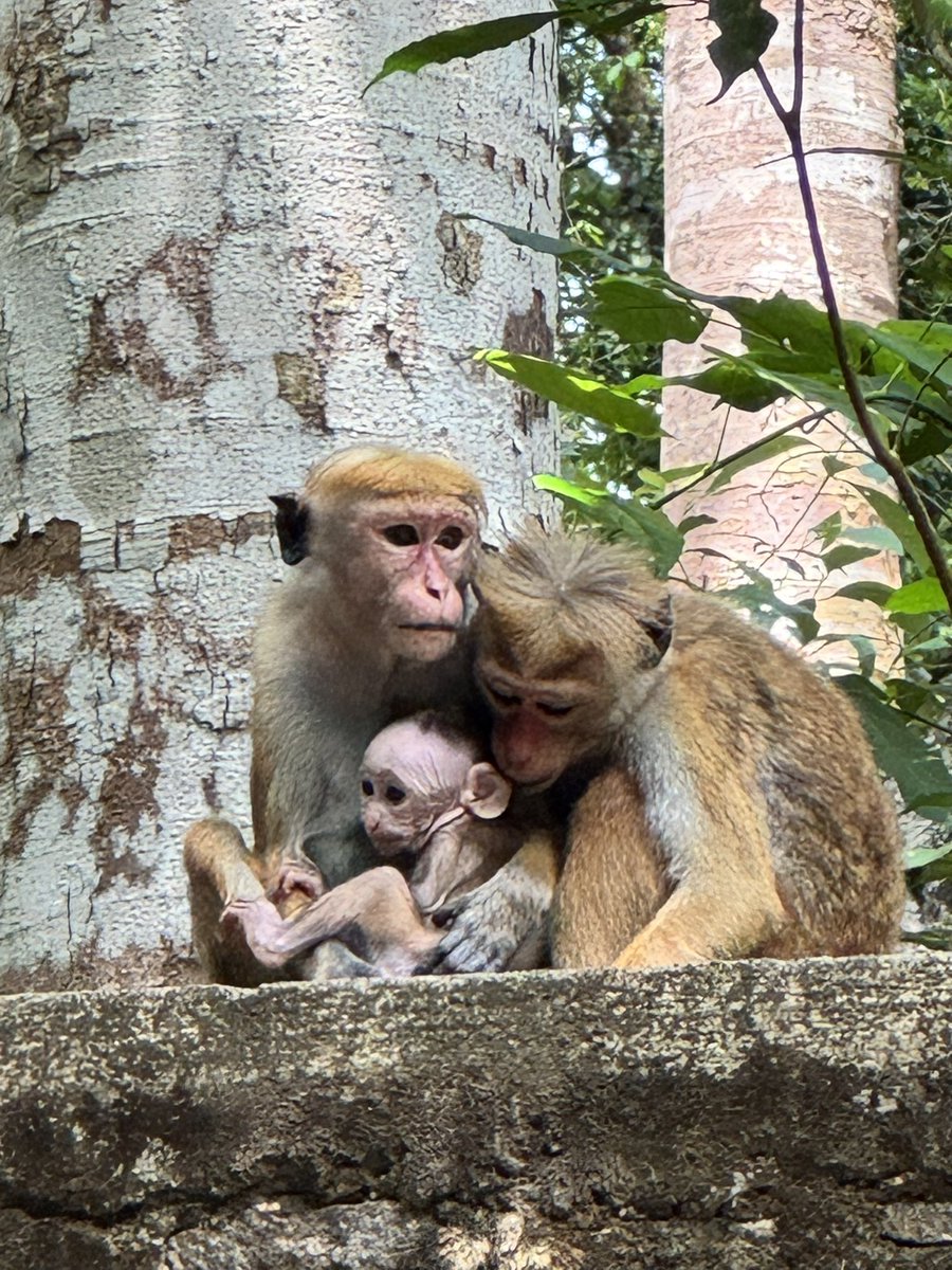 HimalayanGunz's tweet photo. Spread love to all—including those who are convinced that animals do not have feelings. https://t.co/JqlHAUVVdL