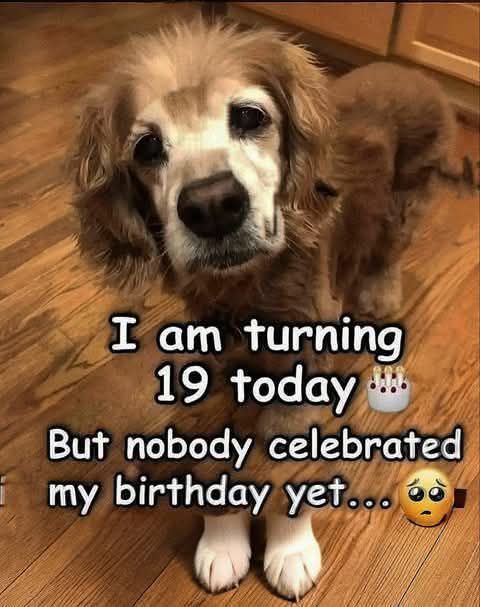 Dog Lovers tweet media