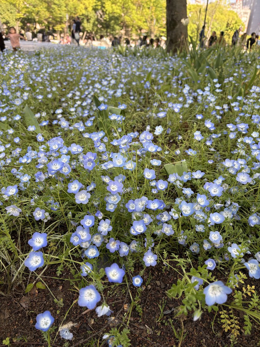 日比谷公園ネモフィラ見頃でーす！！
写真撮るの苦戦した。肉眼で見た方が20倍綺麗です。風でふぁさふぁさーと揺れる姿が愛らしい。