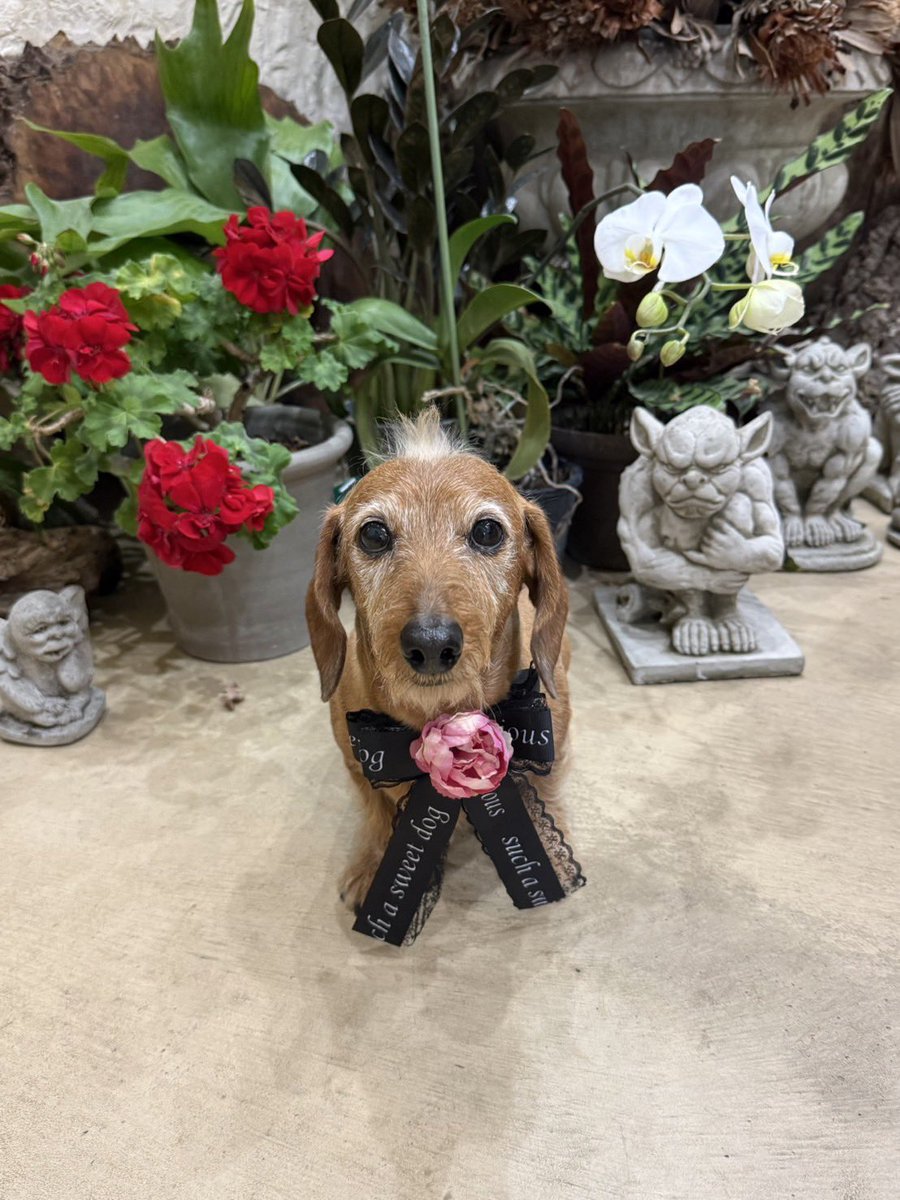 anmi_klj's tweet photo. 月1️⃣お手入れ3️⃣月
あげ忘れ🤗
#dog #dachs #dachshund #miniaturedachshund #wiredachshund #犬バカ部 #短足部 #ミニチュアダックス #ダックスフント #ワイヤーダックス #ミニチュアダックスワイヤー #ワイヤーダックスを愛する会 #モヒカン犬 #いぬのきもち https://t.co/ENt67y6bHL