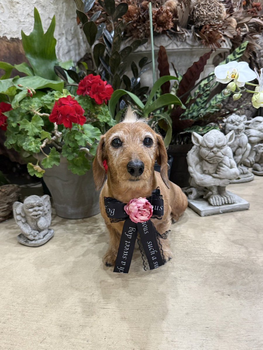 anmi_klj's tweet photo. 月1️⃣お手入れ3️⃣月
あげ忘れ🤗
#dog #dachs #dachshund #miniaturedachshund #wiredachshund #犬バカ部 #短足部 #ミニチュアダックス #ダックスフント #ワイヤーダックス #ミニチュアダックスワイヤー #ワイヤーダックスを愛する会 #モヒカン犬 #いぬのきもち https://t.co/ENt67y6bHL