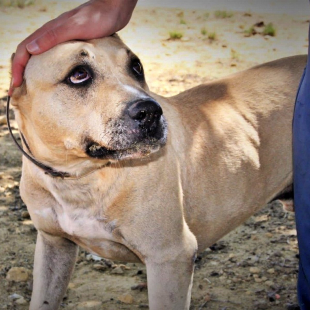 SOS Abuelos tweet media