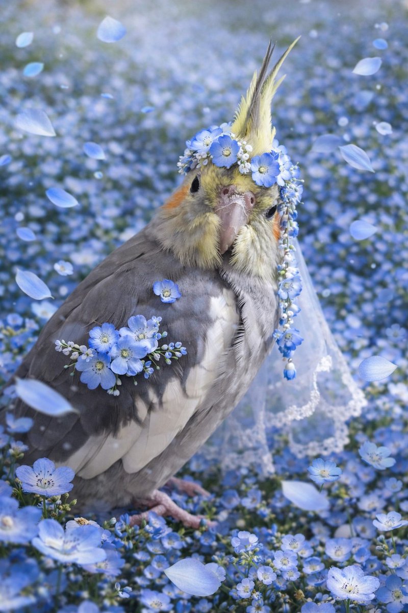 ランカ🍊 tweet media