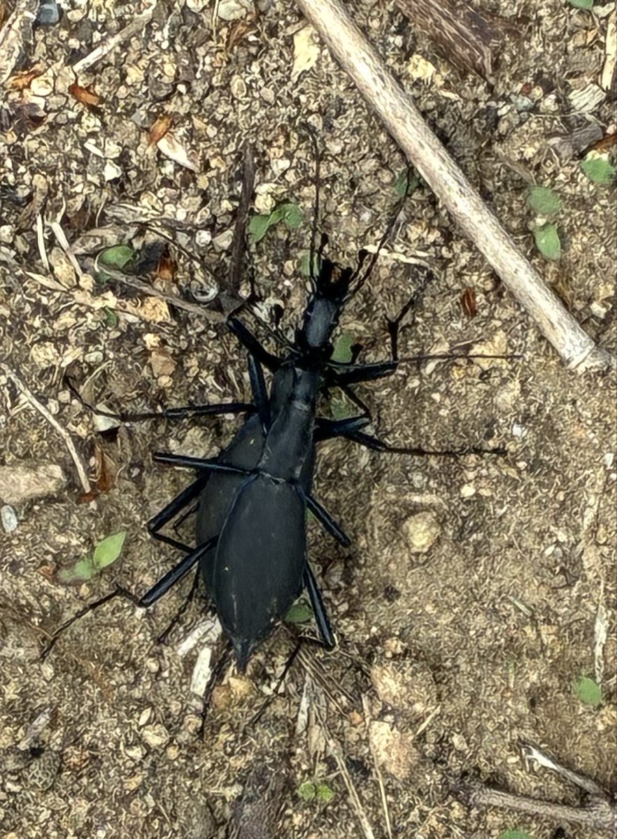 5364mst's tweet photo. 山路を横切る大きな虫は交尾中のマイマイカブリでした、この季節は日中よく活動しているけど交尾態は初めてかも、もちろん逮捕！大きい
（兵庫県淡路市） https://t.co/O53ngAYOfa