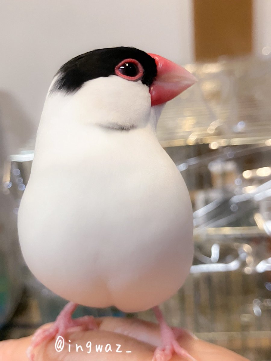 目が大きいゆずさん🍊