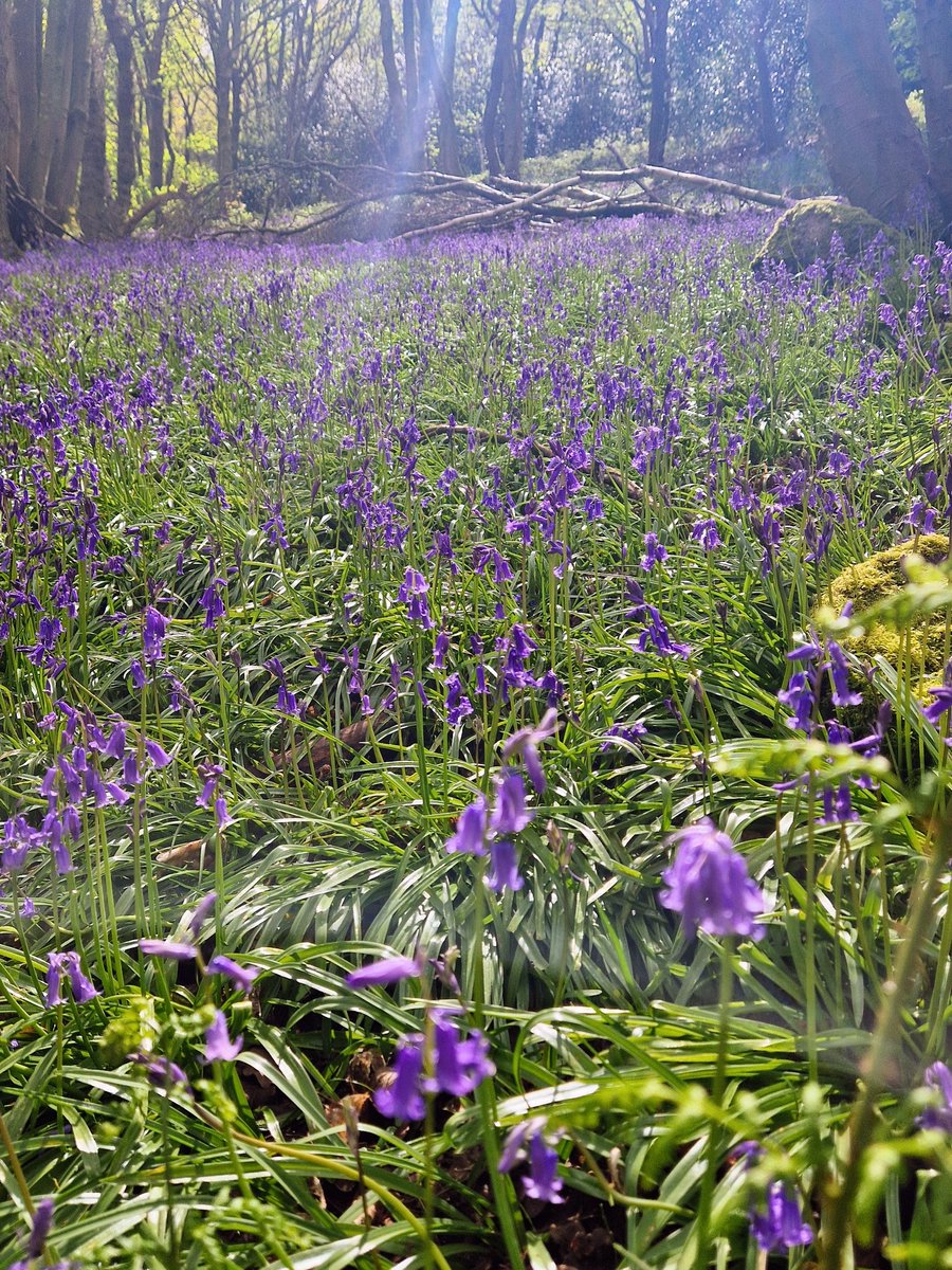It's that scent of the bluebells when the sunbeams warm them. I felt compelled as usual to park myself down in the damp leaf litter and breathe it all in.