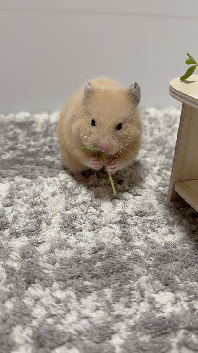 ほたて🐹 tweet media