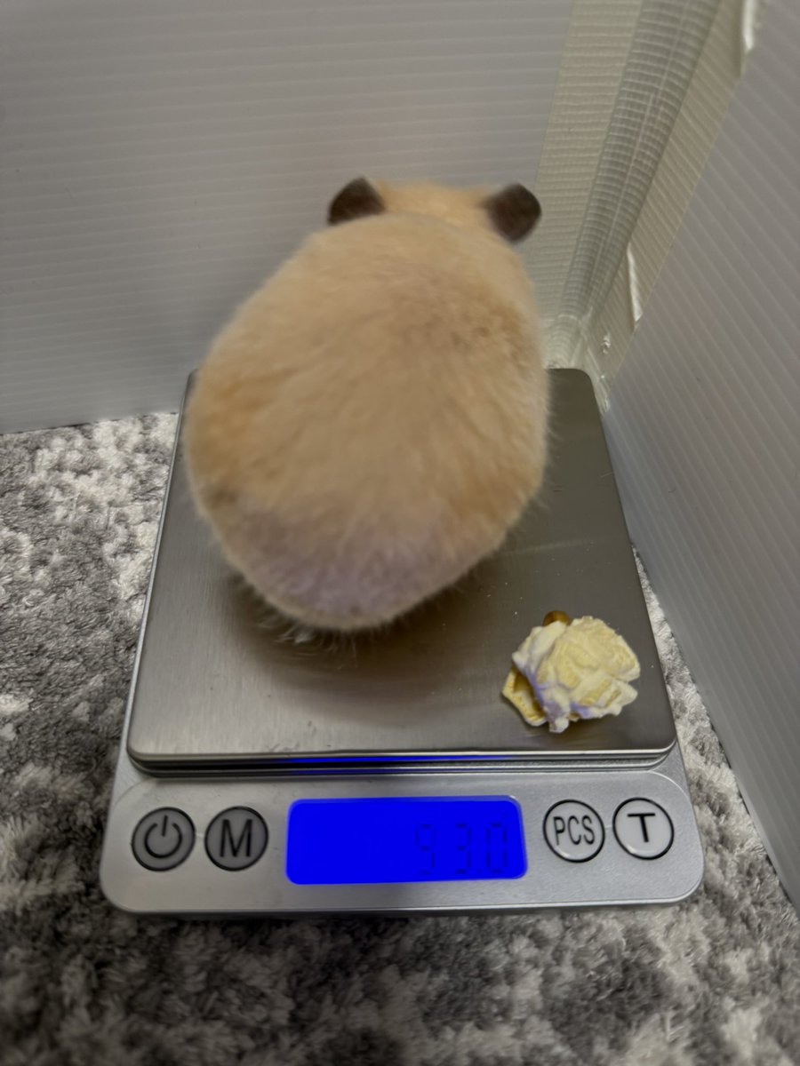 ほたて🐹 tweet media