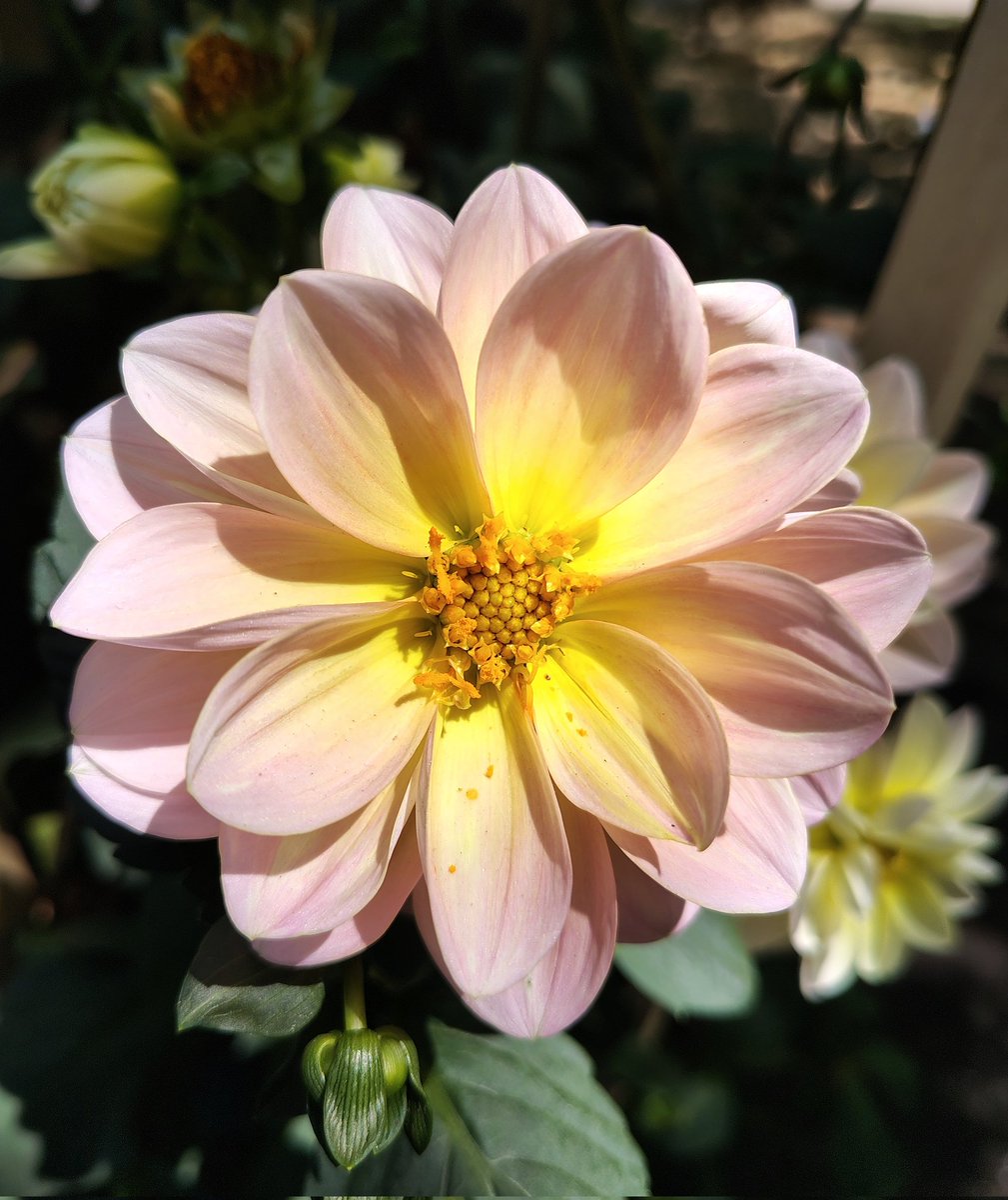 Lifesab5138's tweet image. #photographyisart #flowers