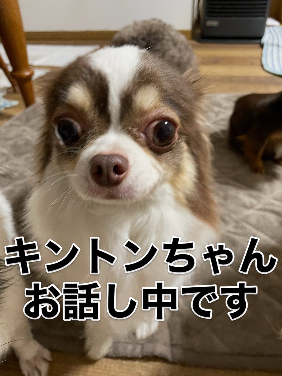 キントンちゃん‼️ お話し中です?