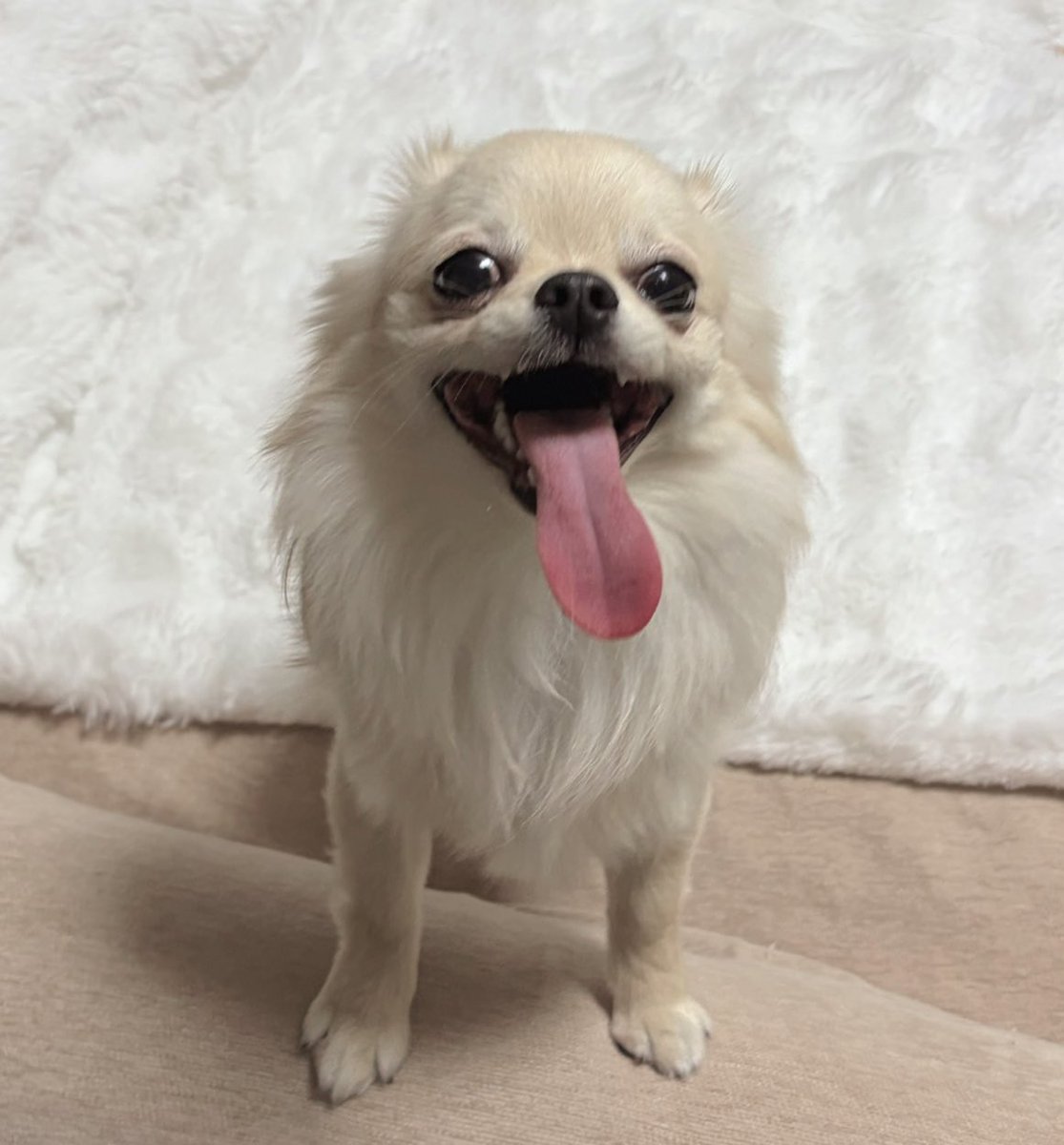 Ayaライオットモモ🍑 tweet media