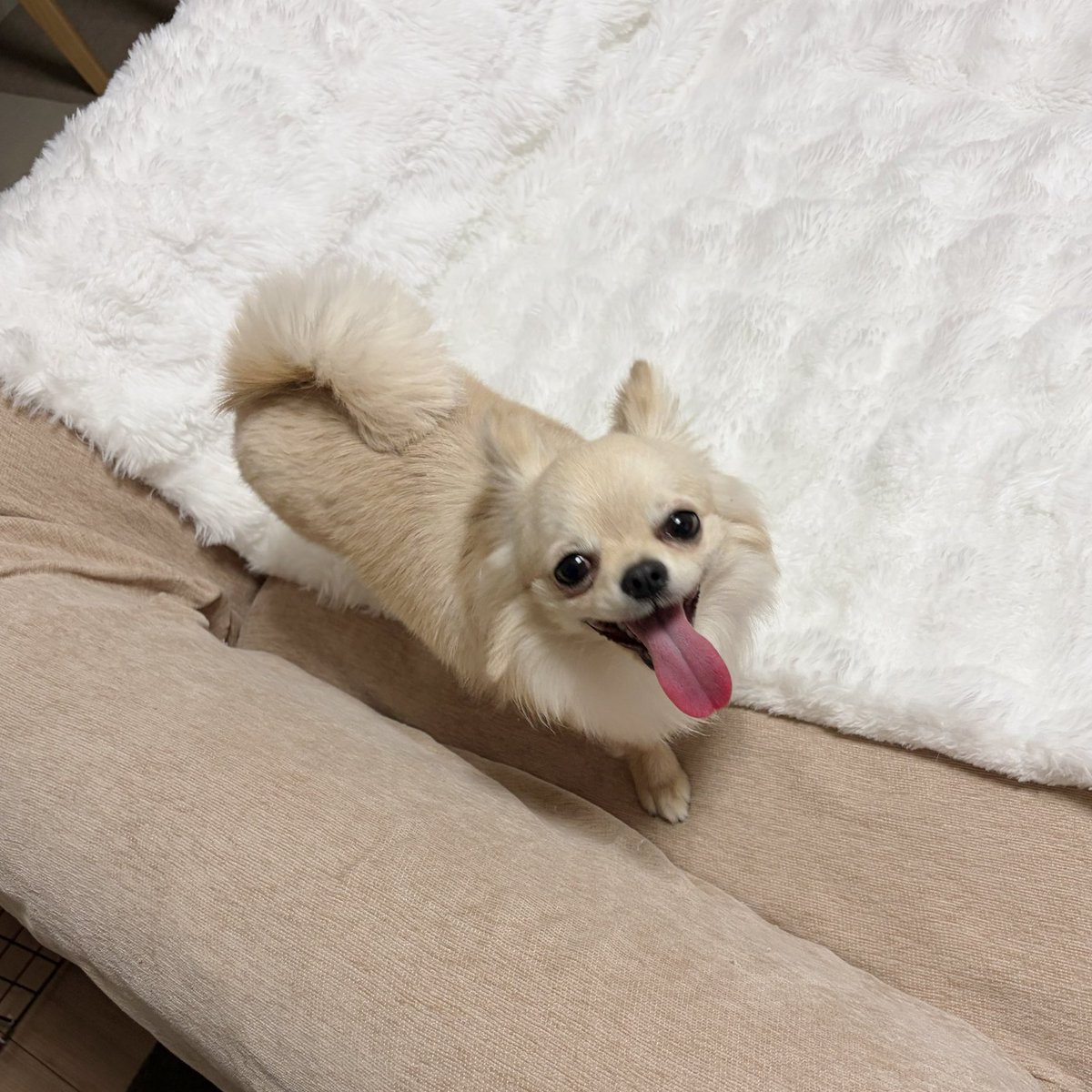 Ayaライオットモモ🍑 tweet media