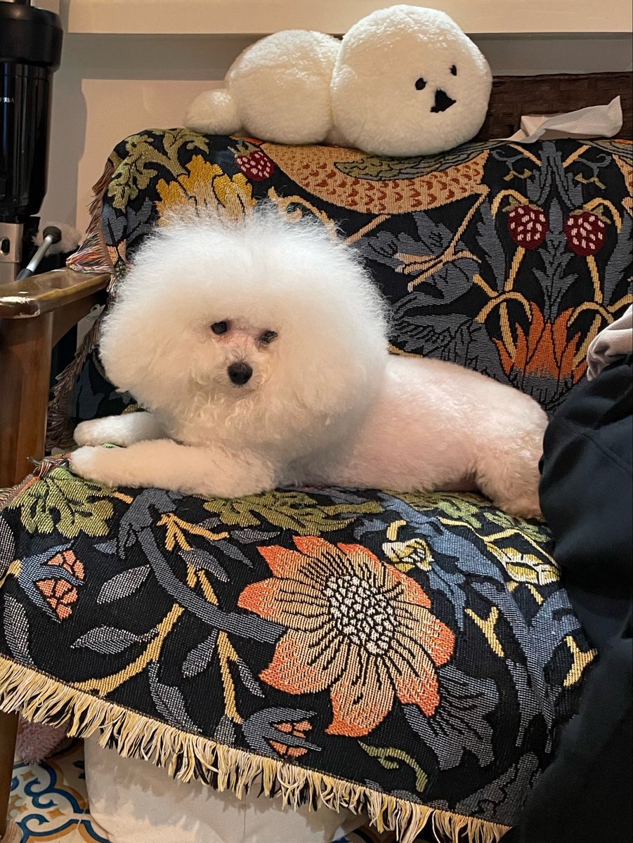 marume0813's tweet photo. ふわふわ復活！
#ビションフリーゼ
#まるめ https://t.co/Wkr0vFFtpk