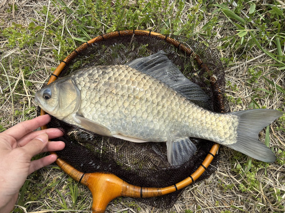 わしばな tweet media