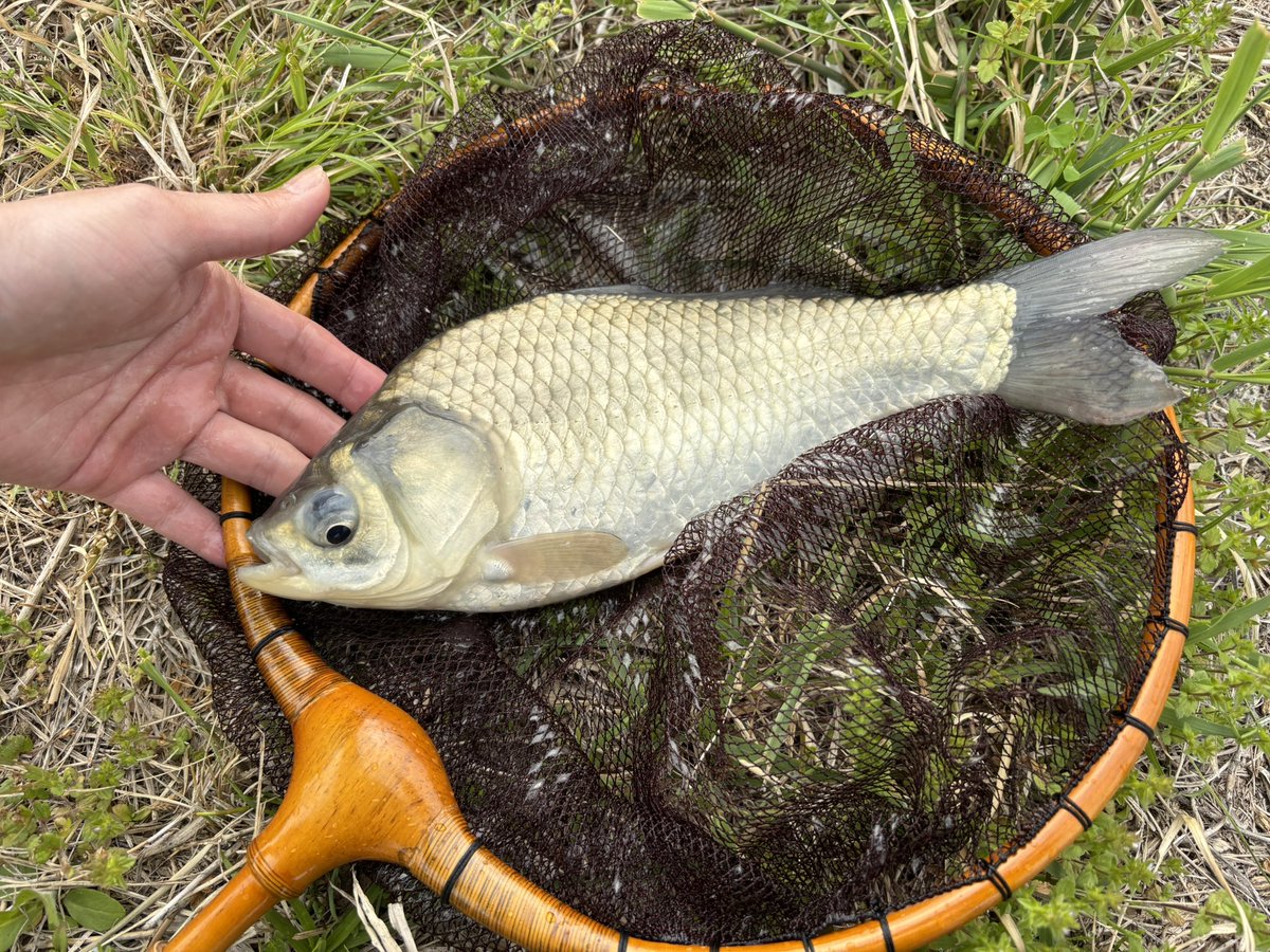 わしばな tweet media