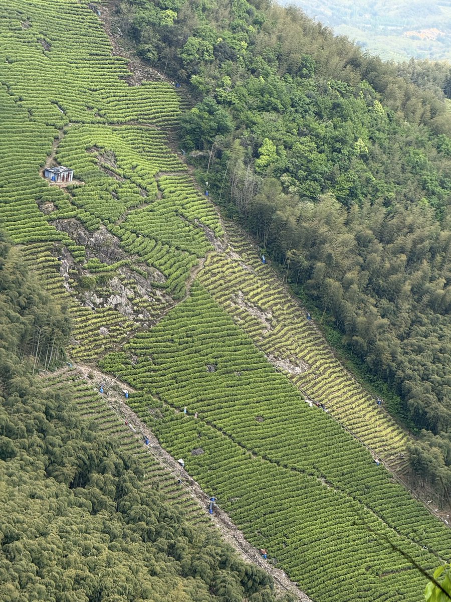 Captain_Oreo tweet media