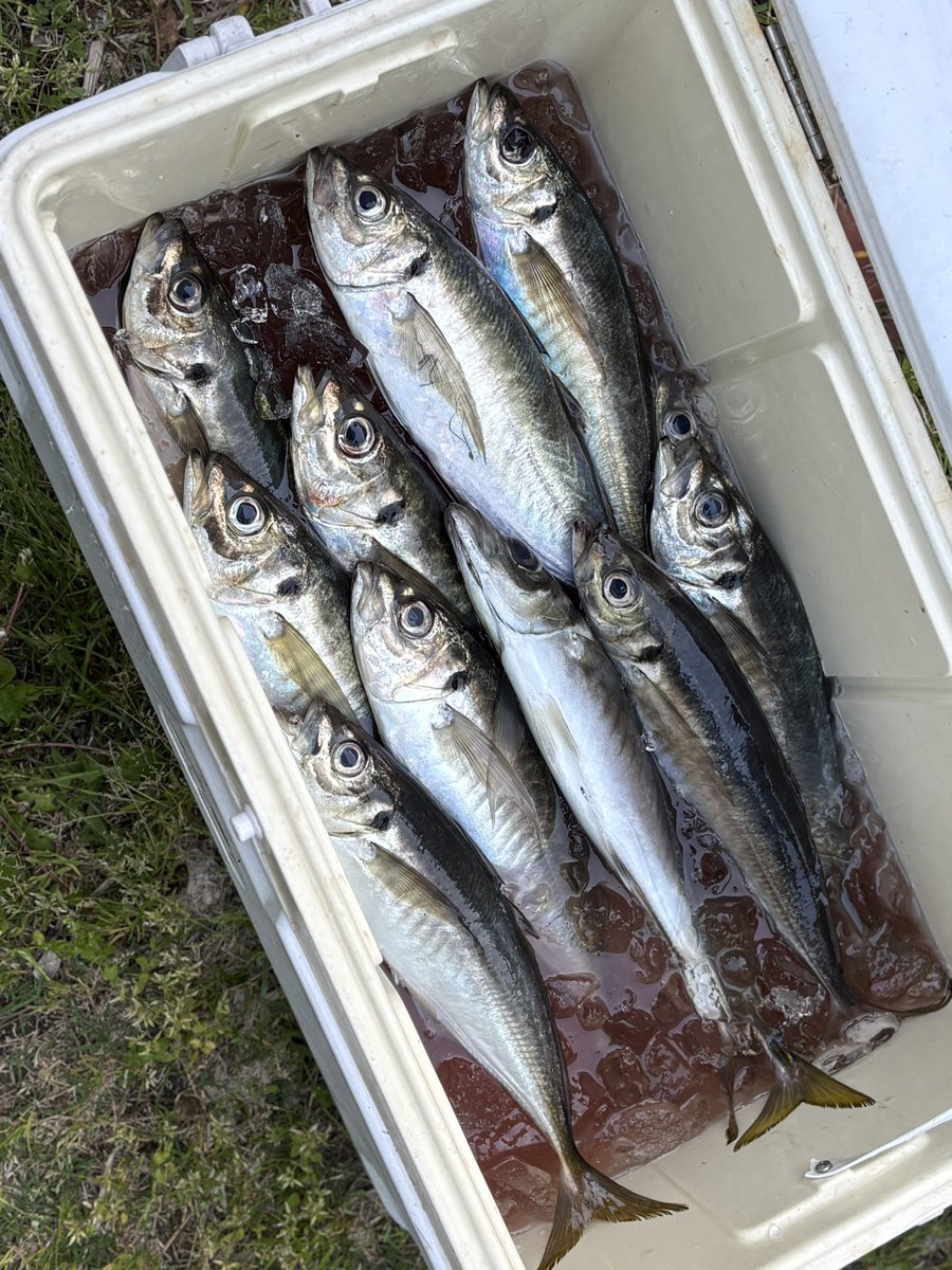今日は4時起きで会社の人たちと船乗ってアジ釣った🐟
アジってこんなに大きいの存在してるんだ…(30〜40cm)